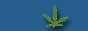 Legalize now!